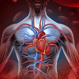 Ano Ang Cardiovascular Diseases?
